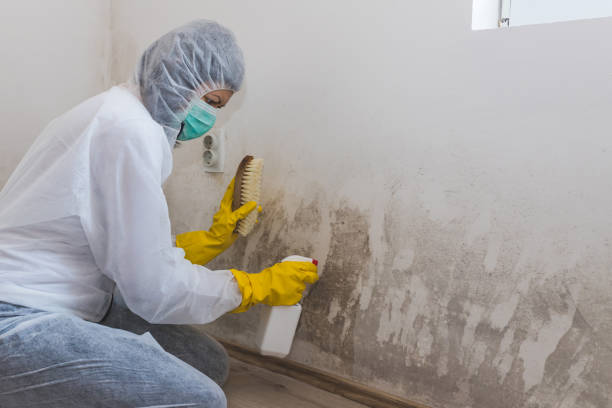 Best Residential Mold Remediation in Hamlin, TX